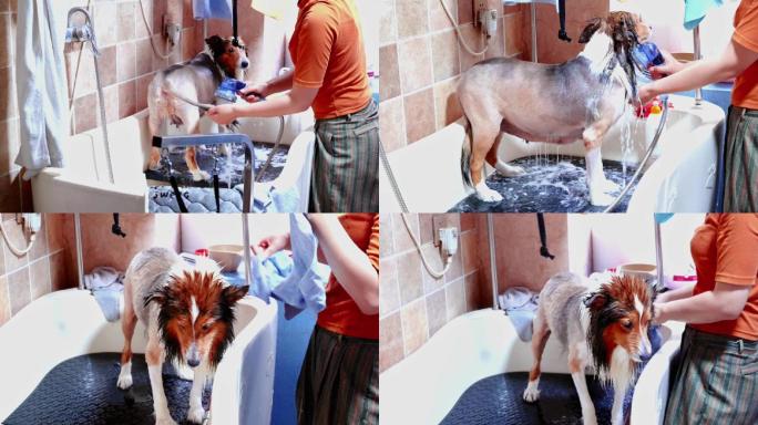 狗洗澡升格