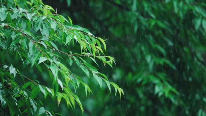 4k唯美雨水惊蛰谷雨立春意境雨滴滴水春雨