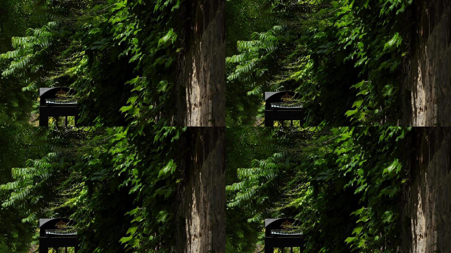 原创4k视频素材光影婆娑绿荫环绕的电话亭
