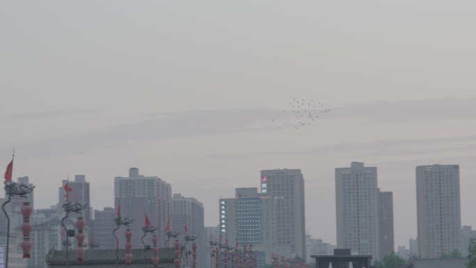 夕阳下鸽子在城市里自由飞翔