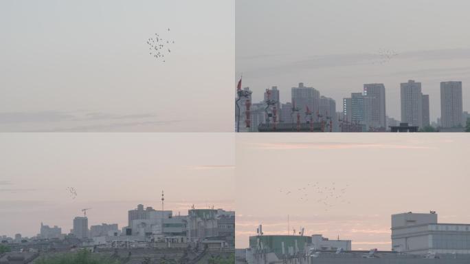 夕阳下鸽子在城市里自由飞翔