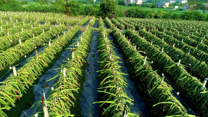 航拍火龙果种植基地