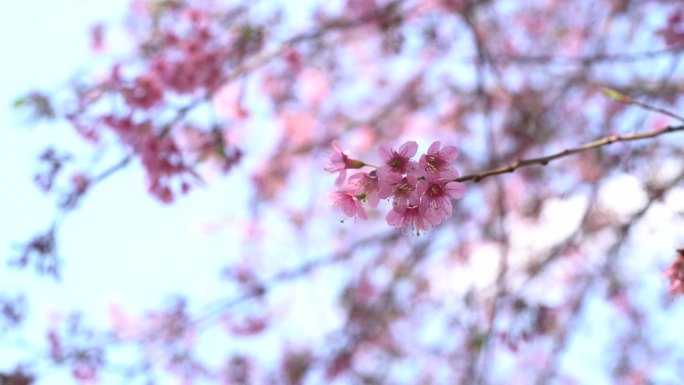 唯美桃花空镜