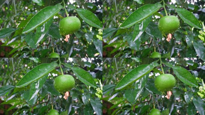 雨后青桔、橘子