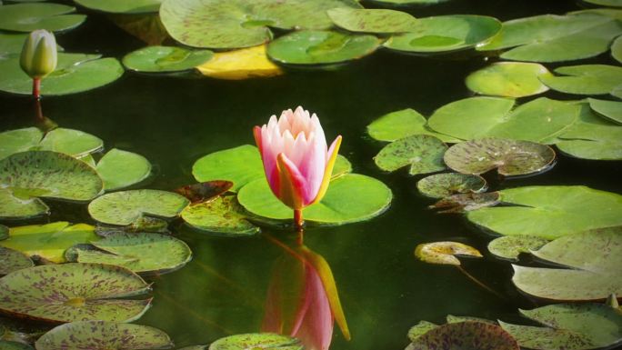 白莲花空镜延时素材