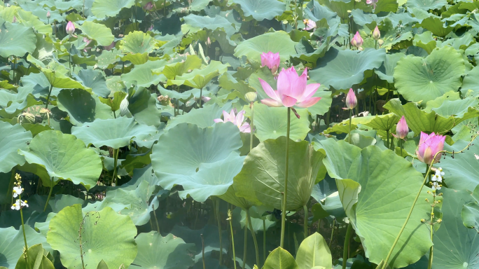 4k 荷花 出淤泥而不染 莲花夏荷盛开