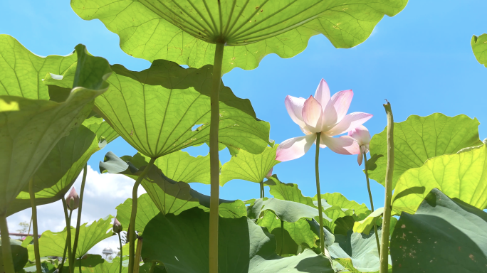 4k 荷花 出淤泥而不染 莲花夏荷盛开