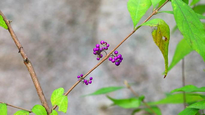 紫珠 生境 植株 紫色果实 叶 茎 苗药