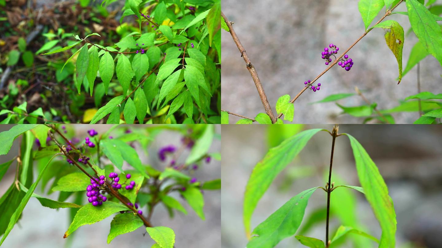 紫珠 生境 植株 紫色果实 叶 茎 苗药