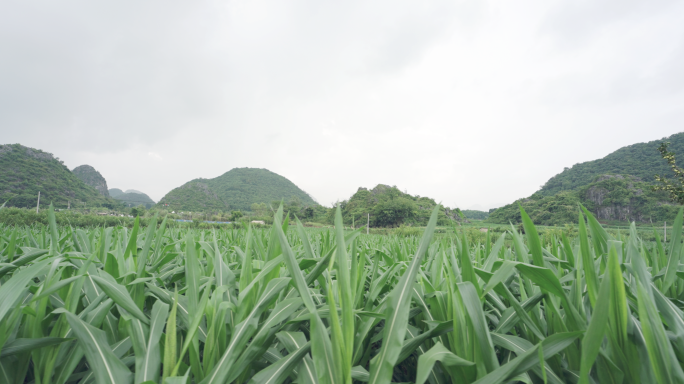 4K-玉米种植，玉米实拍素材，玉米生长
