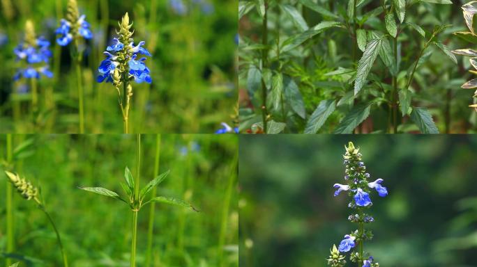 天蓝鼠尾草 生境 植株 蓝色花 叶 茎