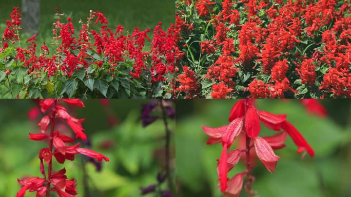 一串红 爆仗红  植株 红色花 叶 茎