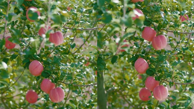 果树果树种植山地苹果有机苹果园振兴乡村
