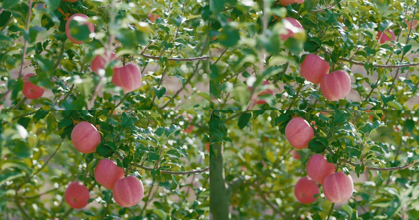 果树果树种植山地苹果有机苹果园振兴乡村