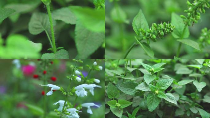 朱唇 生境 植株 白色花 叶 茎 果实