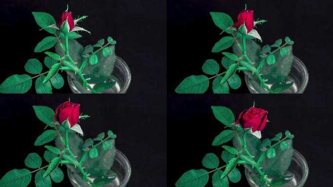 玫瑰花开花高清延时摄影