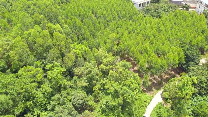 中国广西野外的山上种植的速生桉树林