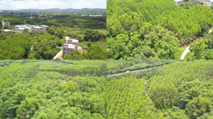 中国广西野外的山上种植的速生桉树林