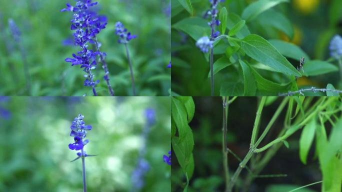 蓝花鼠尾草 生境 植株 花序 花 叶 茎