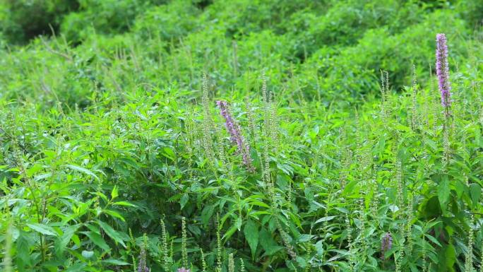 木香薷 鸡爪花  植株 花序 花 叶 茎