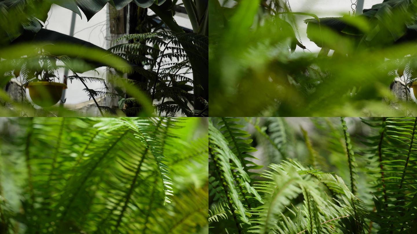 含羞草热带雨林植物园绿色叶子