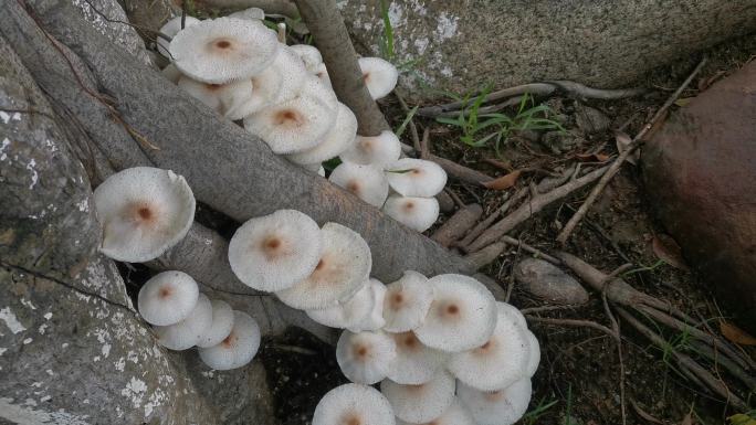 公园榕树上的蘑菇