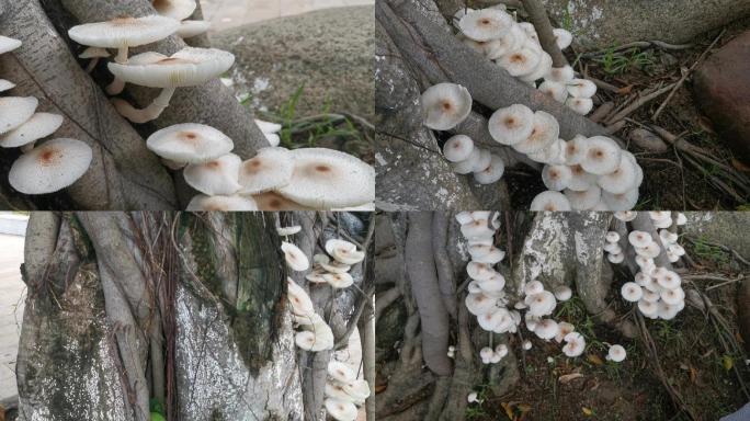 公园榕树上的蘑菇