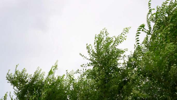 夏天阴雨天气大风吹动树叶