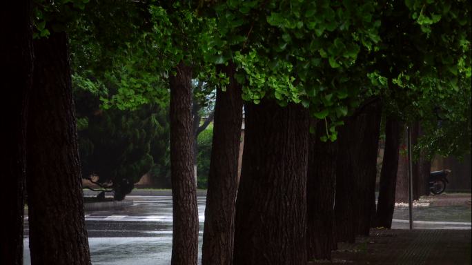 原创4k视频素材风雨中的街景银杏叶银杏果