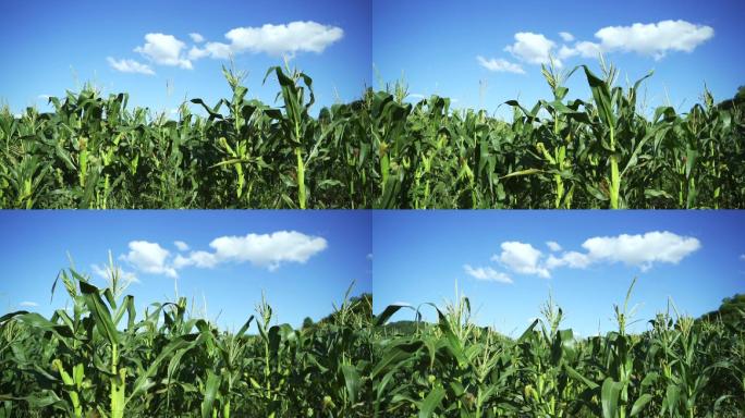 玉米地空镜头意境玉米地蓝天白云下的玉米地