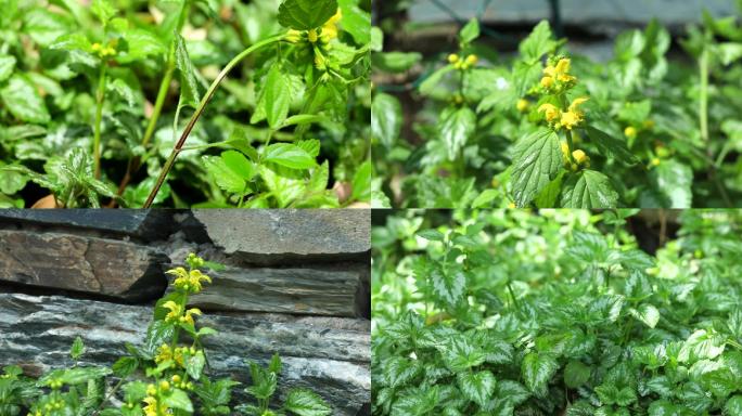 花野芝麻 生境 植株 黄色花 叶 茎