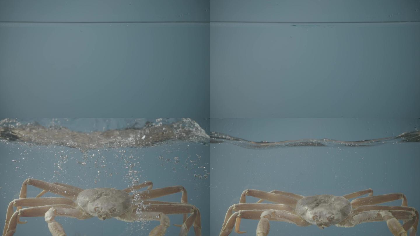 板蟹 雪蟹 蜘蛛蟹 蟹入水 长脚蟹