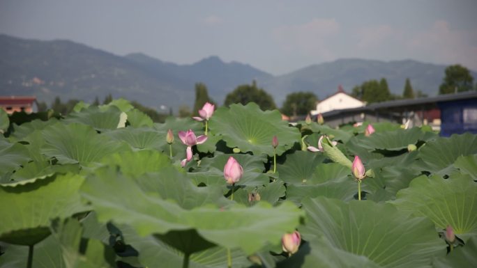 荷花  蜻蜓