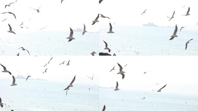 海鸥在天空飞翔