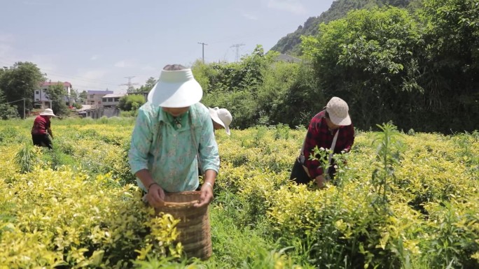 采黄金茶，采茶女，采绿茶