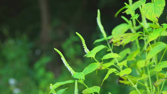 野生紫苏 白苏  植株 白色花 叶 茎