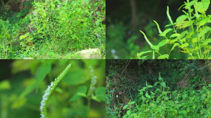 野生紫苏 白苏  植株 白色花 叶 茎