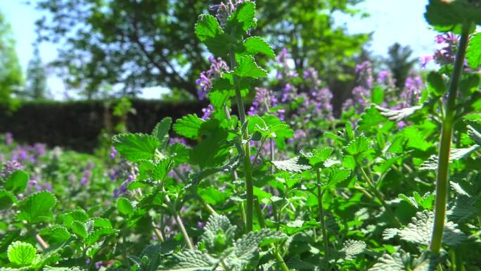 荆芥 中药 生境 植株 花序 花 叶 茎