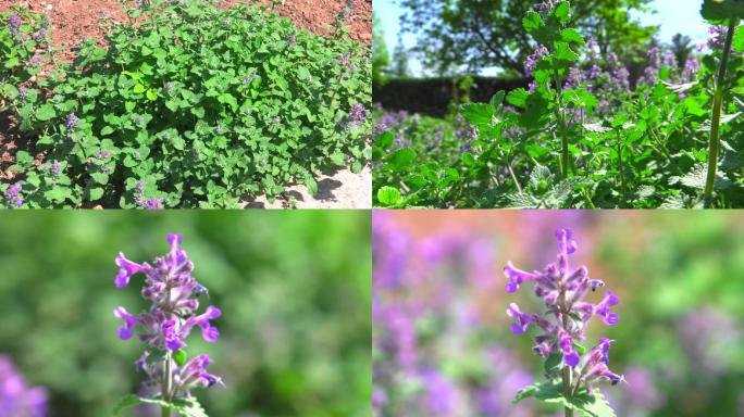 荆芥 中药 生境 植株 花序 花 叶 茎