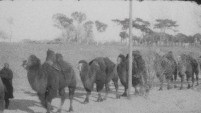 1929年北京农村的骆驼队伍