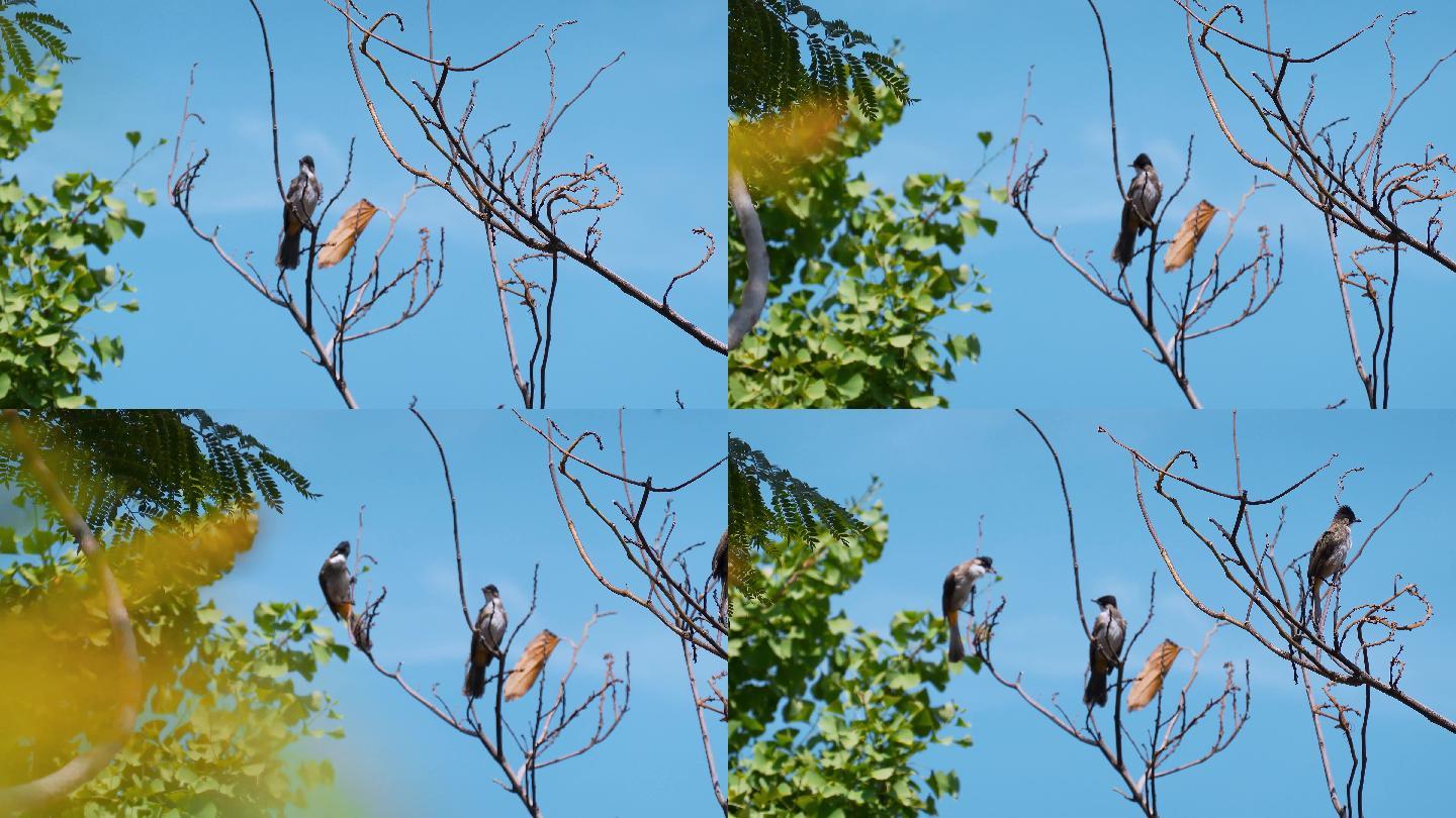 啄木鸟拍摄视频
