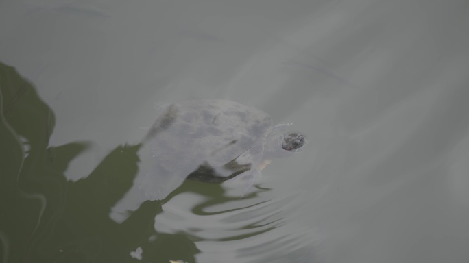 水里的乌龟游走
