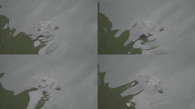 水里的乌龟游走