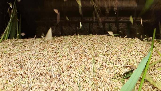 农村农民收割水稻农业丰收收粮收谷农民劳作
