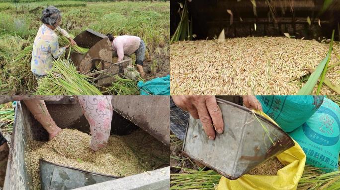 农村农民收割水稻农业丰收收粮收谷农民劳作