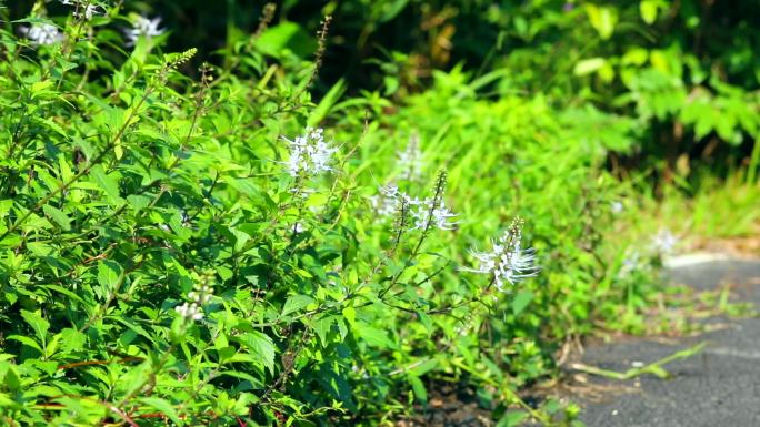 肾茶 猫须草 植株 白色花 叶 茎 中药