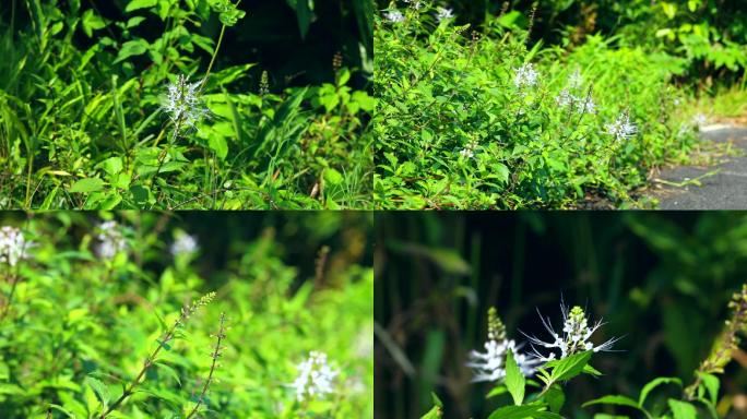 肾茶 猫须草 植株 白色花 叶 茎 中药