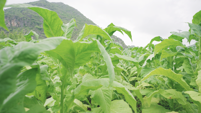 【4K】烟草烤烟种植，绿色的烤烟实拍素材