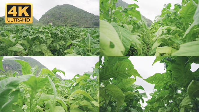 【4K】烟草烤烟种植，绿色的烤烟实拍素材