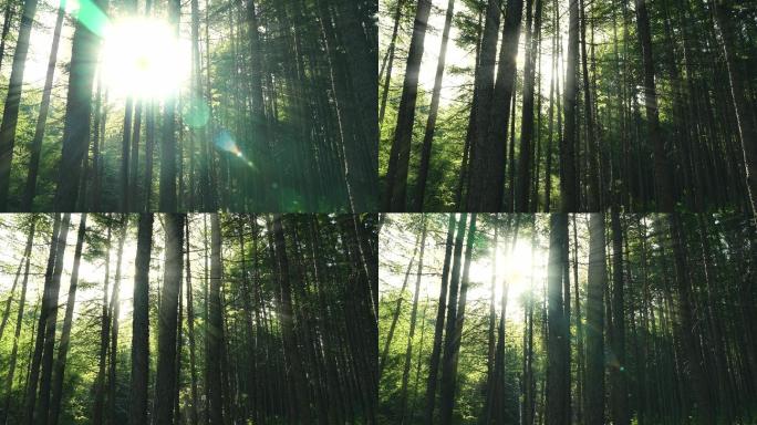 阳光森林大自然